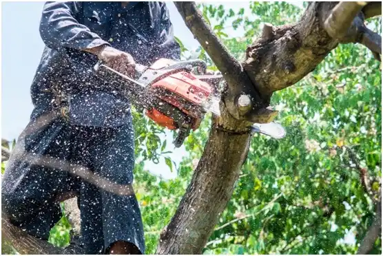 tree services Flower Mound